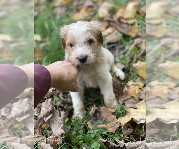 Medium Photo #3 Goldendoodle Puppy For Sale in MORGANTOWN, IN, USA