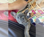 Small Photo #3 French Bulldog Puppy For Sale in EVERETT, WA, USA