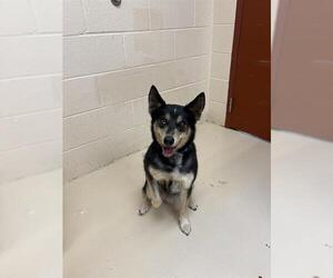 Australian Shepherd Dogs for adoption in Center Township, PA, USA