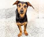 Small #1 Miniature Pinscher Mix
