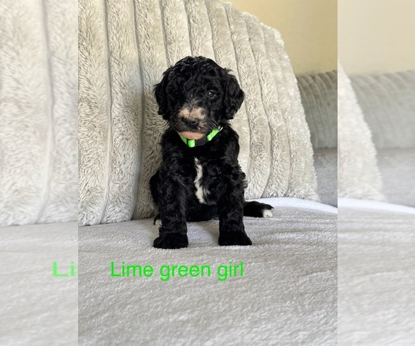 Medium Photo #7 Golden Mountain Doodle  Puppy For Sale in SOMERSET, TX, USA