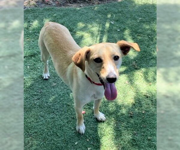 Medium Photo #5 Unknown-Whippet Mix Puppy For Sale in Chico, CA, USA