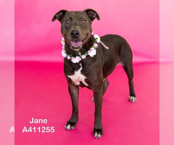 Medium Photo #2 American Pit Bull Terrier-Unknown Mix Puppy For Sale in Conroe, TX, USA