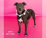 Small #1 American Pit Bull Terrier Mix