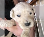 Small Photo #17 English Cream Golden Retriever Puppy For Sale in VACAVILLE, CA, USA