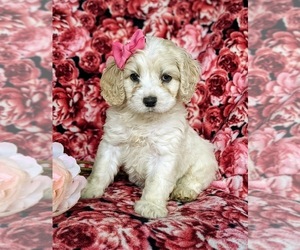 Cocker Spaniel-Poodle (Miniature) Mix Puppy for sale in QUARRYVILLE, PA, USA