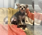 Small Photo #1 Yorkshire Terrier Puppy For Sale in LEHIGH ACRES, FL, USA