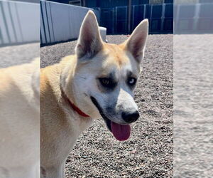 Akita-Unknown Mix Dogs for adoption in Webster, WI, USA