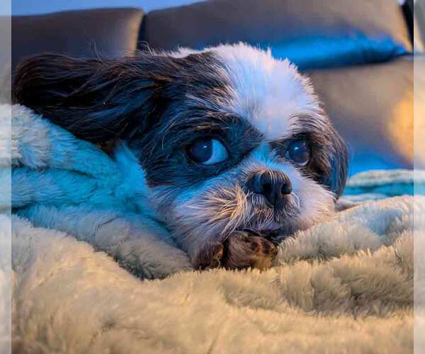 Medium Photo #4 Shih Tzu Puppy For Sale in Kennesaw, GA, USA