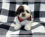 Small #6 ShihPoo