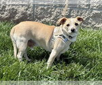 Small #2 Chihuahua