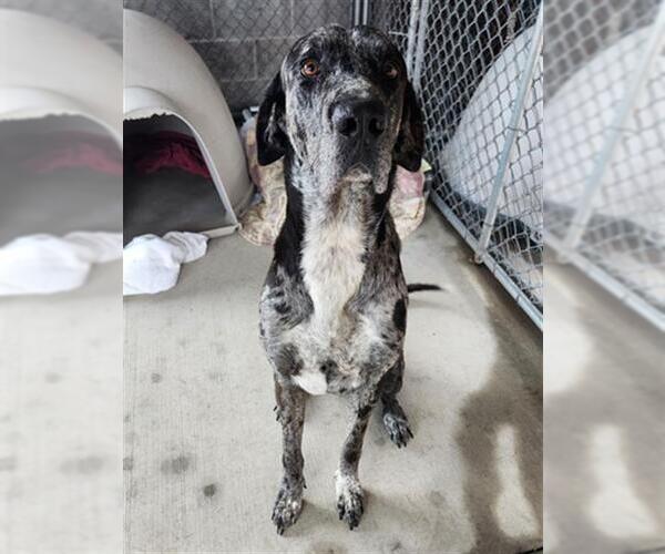 Medium Photo #1 Great Dane Puppy For Sale in Redlands, CA, USA