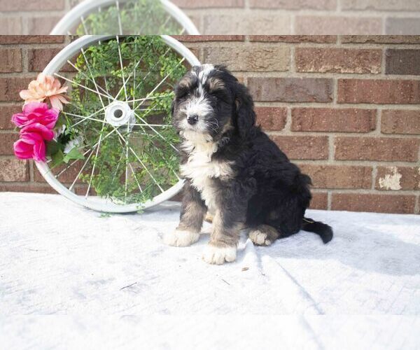 Medium Photo #2 Bernedoodle Puppy For Sale in FRESNO, OH, USA