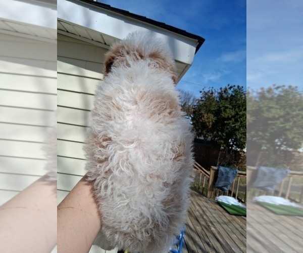 Medium Photo #31 Goldendoodle (Miniature) Puppy For Sale in GASTONIA, NC, USA