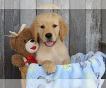 Small Photo #1 Golden Retriever Puppy For Sale in FREDERICKSBG, OH, USA