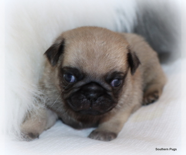 Medium Photo #9 Pug Puppy For Sale in WINNSBORO, TX, USA