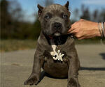 Puppy Salmon Collar American Bully