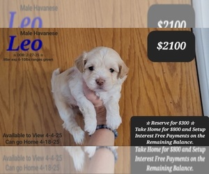 Havanese Puppy for sale in TUCSON, AZ, USA