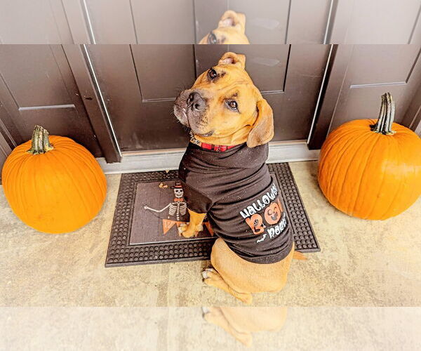 Medium Photo #26 Boxer-Unknown Mix Puppy For Sale in Germantown, OH, USA