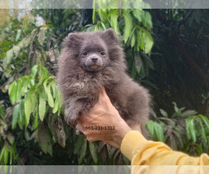 Pomeranian Puppy for sale in WEST PALM BEACH, FL, USA