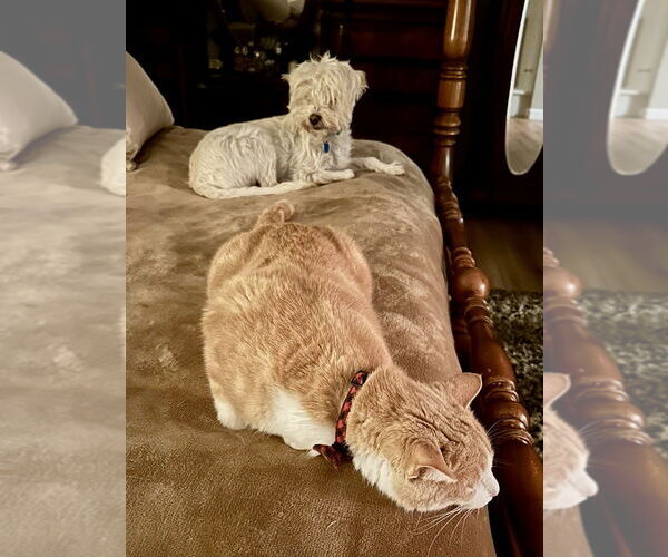 Medium Photo #2 Bichon Frise-Unknown Mix Puppy For Sale in San Diego, CA, USA