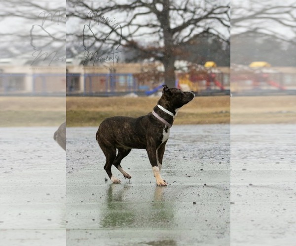 Medium Photo #14 Mutt Puppy For Sale in Rustburg, VA, USA