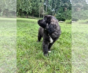 Poodle (Toy)-Saint Bernard Mix Puppy for sale in DURHAM, CT, USA