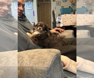 Father of the Chihuahua puppies born on 11/12/2025