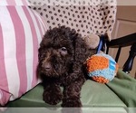 Small Photo #8 Australian Labradoodle Puppy For Sale in W FIELD, NC, USA