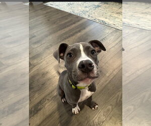 Nickel - Male Mutt Dog for Adoption - Photo #5