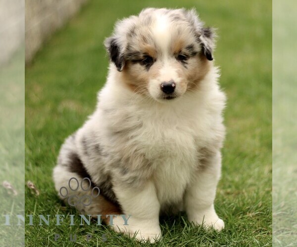 Medium Photo #2 Australian Shepherd Puppy For Sale in LANCASTER, PA, USA