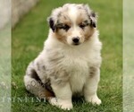 Small #1 Australian Shepherd