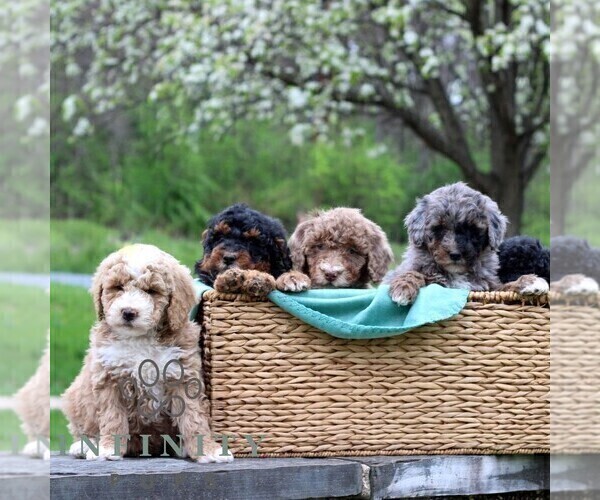 Medium Photo #3 Bernedoodle (Miniature) Puppy For Sale in DENVER, PA, USA
