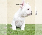 Small French Bulldog