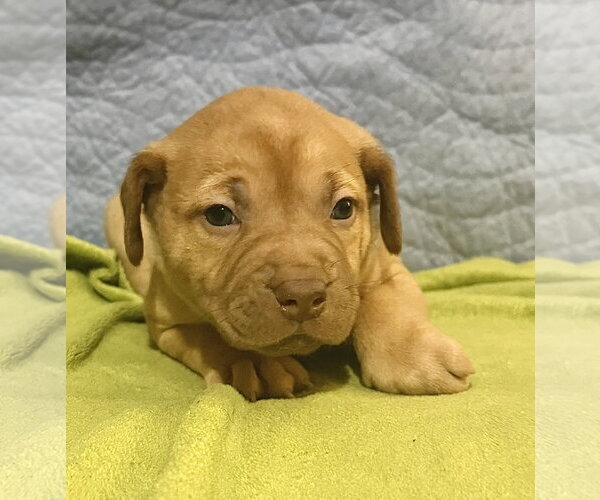 Medium Photo #2 Staffordshire Bull Terrier-Unknown Mix Puppy For Sale in Holly Springs, NC, USA