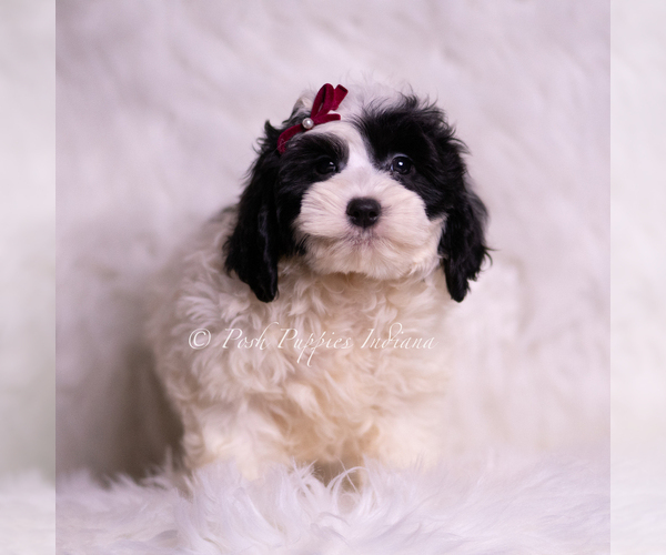 Medium Photo #62 Goldendoodle (Miniature) Puppy For Sale in WARSAW, IN, USA