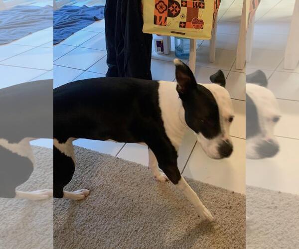 Medium Photo #3 Mutt Puppy For Sale in Incline Village, NV, USA