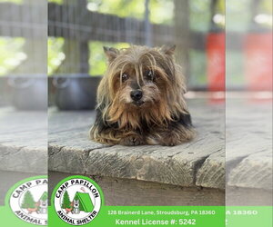 Mutt Dogs for adoption in Stroudsburg, PA, USA