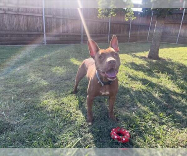 Medium Photo #1 Mutt Puppy For Sale in Plano, TX, USA