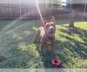Mutt Dogs for adoption in Plano, TX, USA