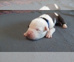 Small Photo #5 American Pit Bull Terrier Puppy For Sale in WENATCHEE, WA, USA
