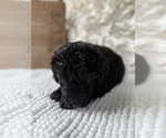 Small #5 Bernedoodle