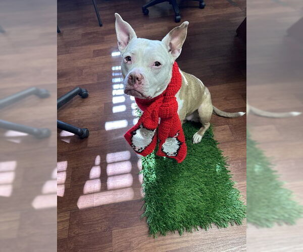 Medium Photo #5 Staffordshire Bull Terrier Puppy For Sale in Ocala, FL, USA