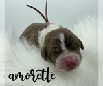 Small Photo #5 Bordoodle Puppy For Sale in CRESTON, OH, USA