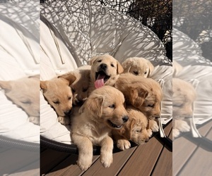 Goberian-Labrador Retriever Mix Puppy for sale in LA CENTER, WA, USA