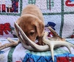 Small Photo #42 Labrador Retriever Puppy For Sale in BUFFALO, NY, USA