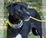 Small #2 Labrador Retriever Mix