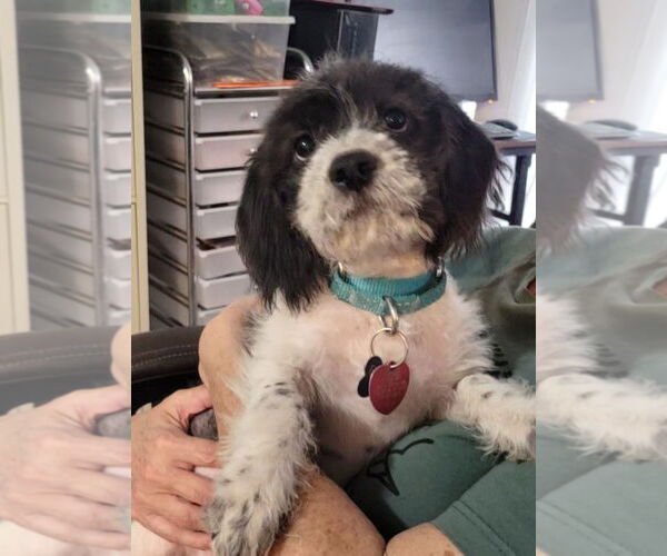 Medium Photo #6 Beagle-Cockapoo Mix Puppy For Sale in Las Vegas, NV, USA