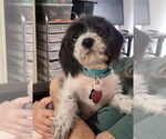 Small #5 Beagle-Cockapoo Mix