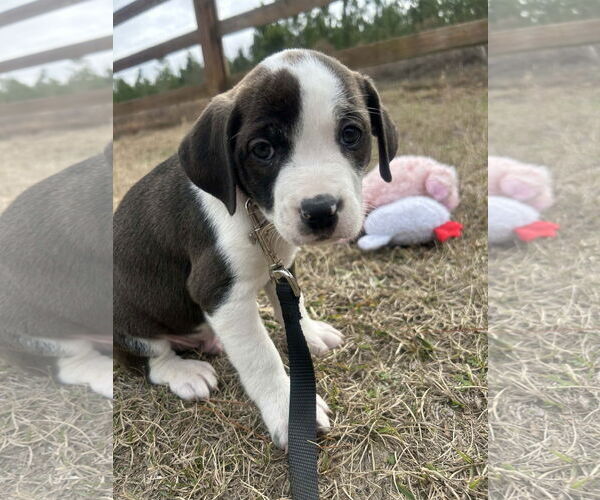 Medium Photo #1 Mutt Puppy For Sale in Tarrytown, GA, USA